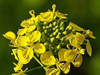 Shoonya Organic Mustard Oil 1 Liter - Certified Organic